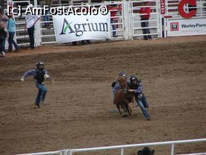 [P16] Calgary Stampede rodeo - cea mai amuzantă probă (echipe de copii care trebuie să prindă și să imobilizeze un ponei)  » foto by ebirsan
 - 
<span class="allrVoted glyphicon glyphicon-heart hidden" id="av739659"></span>
<a class="m-l-10 hidden" id="sv739659" onclick="voting_Foto_DelVot(,739659,13751)" role="button">șterge vot <span class="glyphicon glyphicon-remove"></span></a>
<a id="v9739659" class=" c-red"  onclick="voting_Foto_SetVot(739659)" role="button"><span class="glyphicon glyphicon-heart-empty"></span> <b>LIKE</b> = Votează poza</a> <img class="hidden"  id="f739659W9" src="/imagini/loader.gif" border="0" /><span class="AjErrMes hidden" id="e739659ErM"></span>