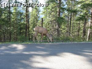 [P21] Banff- turistii autohtoni » foto by ebirsan
 - 
<span class="allrVoted glyphicon glyphicon-heart hidden" id="av742543"></span>
<a class="m-l-10 hidden" id="sv742543" onclick="voting_Foto_DelVot(,742543,13767)" role="button">șterge vot <span class="glyphicon glyphicon-remove"></span></a>
<a id="v9742543" class=" c-red"  onclick="voting_Foto_SetVot(742543)" role="button"><span class="glyphicon glyphicon-heart-empty"></span> <b>LIKE</b> = Votează poza</a> <img class="hidden"  id="f742543W9" src="/imagini/loader.gif" border="0" /><span class="AjErrMes hidden" id="e742543ErM"></span>