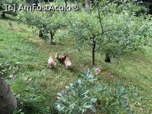 [P28] Găinile Pensiunii » foto by Yersinia Pestis
 - 
<span class="allrVoted glyphicon glyphicon-heart hidden" id="av1488524"></span>
<a class="m-l-10 hidden" id="sv1488524" onclick="voting_Foto_DelVot(,1488524,13903)" role="button">șterge vot <span class="glyphicon glyphicon-remove"></span></a>
<a id="v91488524" class=" c-red"  onclick="voting_Foto_SetVot(1488524)" role="button"><span class="glyphicon glyphicon-heart-empty"></span> <b>LIKE</b> = Votează poza</a> <img class="hidden"  id="f1488524W9" src="/imagini/loader.gif" border="0" /><span class="AjErrMes hidden" id="e1488524ErM"></span>