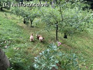 [P37] Aceleași găini, probabil ele vor deveni materia primă în bucătărie » foto by Yersinia Pestis
 - 
<span class="allrVoted glyphicon glyphicon-heart hidden" id="av1488533"></span>
<a class="m-l-10 hidden" id="sv1488533" onclick="voting_Foto_DelVot(,1488533,13903)" role="button">șterge vot <span class="glyphicon glyphicon-remove"></span></a>
<a id="v91488533" class=" c-red"  onclick="voting_Foto_SetVot(1488533)" role="button"><span class="glyphicon glyphicon-heart-empty"></span> <b>LIKE</b> = Votează poza</a> <img class="hidden"  id="f1488533W9" src="/imagini/loader.gif" border="0" /><span class="AjErrMes hidden" id="e1488533ErM"></span>