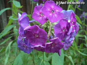 [P50] Cãciulata – Staţiune deloc sau foarte puţin promovatã. Am ajuns la Manastirea Hurezi. Multe, frumoase si foarte bine ingrijite flori :).  » foto by vega06
 - 
<span class="allrVoted glyphicon glyphicon-heart hidden" id="av605020"></span>
<a class="m-l-10 hidden" id="sv605020" onclick="voting_Foto_DelVot(,605020,14154)" role="button">șterge vot <span class="glyphicon glyphicon-remove"></span></a>
<a id="v9605020" class=" c-red"  onclick="voting_Foto_SetVot(605020)" role="button"><span class="glyphicon glyphicon-heart-empty"></span> <b>LIKE</b> = Votează poza</a> <img class="hidden"  id="f605020W9" src="/imagini/loader.gif" border="0" /><span class="AjErrMes hidden" id="e605020ErM"></span>