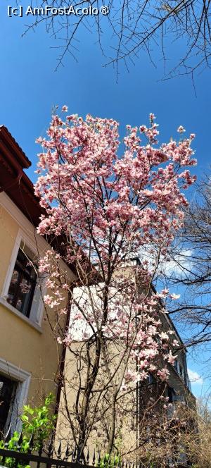 [P01] Magnolie pe str. Roma. » foto by tata123 🔱
 - 
<span class="allrVoted glyphicon glyphicon-heart hidden" id="av1523620"></span>
<a class="m-l-10 hidden" id="sv1523620" onclick="voting_Foto_DelVot(,1523620,14175)" role="button">șterge vot <span class="glyphicon glyphicon-remove"></span></a>
<a id="v91523620" class=" c-red"  onclick="voting_Foto_SetVot(1523620)" role="button"><span class="glyphicon glyphicon-heart-empty"></span> <b>LIKE</b> = Votează poza</a> <img class="hidden"  id="f1523620W9" src="/imagini/loader.gif" border="0" /><span class="AjErrMes hidden" id="e1523620ErM"></span>