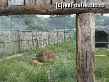 [P19] Zoo Oradea - Perechea de lei.  » foto by creivean
 - 
<span class="allrVoted glyphicon glyphicon-heart hidden" id="av422817"></span>
<a class="m-l-10 hidden" id="sv422817" onclick="voting_Foto_DelVot(,422817,14194)" role="button">șterge vot <span class="glyphicon glyphicon-remove"></span></a>
<a id="v9422817" class=" c-red"  onclick="voting_Foto_SetVot(422817)" role="button"><span class="glyphicon glyphicon-heart-empty"></span> <b>LIKE</b> = Votează poza</a> <img class="hidden"  id="f422817W9" src="/imagini/loader.gif" border="0" /><span class="AjErrMes hidden" id="e422817ErM"></span>