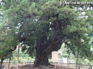 [P15] Kamakura, Templul Kencho-ji, ienuperi grandioși, 750 de ani,  » foto by mprofeanu
 - 
<span class="allrVoted glyphicon glyphicon-heart hidden" id="av686033"></span>
<a class="m-l-10 hidden" id="sv686033" onclick="voting_Foto_DelVot(,686033,14224)" role="button">șterge vot <span class="glyphicon glyphicon-remove"></span></a>
<a id="v9686033" class=" c-red"  onclick="voting_Foto_SetVot(686033)" role="button"><span class="glyphicon glyphicon-heart-empty"></span> <b>LIKE</b> = Votează poza</a> <img class="hidden"  id="f686033W9" src="/imagini/loader.gif" border="0" /><span class="AjErrMes hidden" id="e686033ErM"></span>