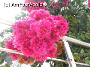 [P10] Creta - Bougainvillea la piscina Hotelului Golden Beach din Hersonissos.  » foto by iulianic
 - 
<span class="allrVoted glyphicon glyphicon-heart hidden" id="av796324"></span>
<a class="m-l-10 hidden" id="sv796324" onclick="voting_Foto_DelVot(,796324,14327)" role="button">șterge vot <span class="glyphicon glyphicon-remove"></span></a>
<a id="v9796324" class=" c-red"  onclick="voting_Foto_SetVot(796324)" role="button"><span class="glyphicon glyphicon-heart-empty"></span> <b>LIKE</b> = Votează poza</a> <img class="hidden"  id="f796324W9" src="/imagini/loader.gif" border="0" /><span class="AjErrMes hidden" id="e796324ErM"></span>