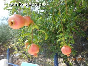 [P07] Creta - Rodiile de la piscina Hotelului Golden Beach din Hersonissos.  » foto by iulianic
 - 
<span class="allrVoted glyphicon glyphicon-heart hidden" id="av796318"></span>
<a class="m-l-10 hidden" id="sv796318" onclick="voting_Foto_DelVot(,796318,14327)" role="button">șterge vot <span class="glyphicon glyphicon-remove"></span></a>
<a id="v9796318" class=" c-red"  onclick="voting_Foto_SetVot(796318)" role="button"><span class="glyphicon glyphicon-heart-empty"></span> <b>LIKE</b> = Votează poza</a> <img class="hidden"  id="f796318W9" src="/imagini/loader.gif" border="0" /><span class="AjErrMes hidden" id="e796318ErM"></span>