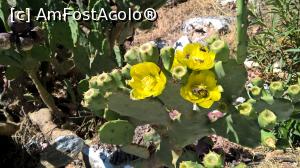 [P28] Sau cactuși înfloriți.  » foto by maryka
 - 
<span class="allrVoted glyphicon glyphicon-heart hidden" id="av945112"></span>
<a class="m-l-10 hidden" id="sv945112" onclick="voting_Foto_DelVot(,945112,14327)" role="button">șterge vot <span class="glyphicon glyphicon-remove"></span></a>
<a id="v9945112" class=" c-red"  onclick="voting_Foto_SetVot(945112)" role="button"><span class="glyphicon glyphicon-heart-empty"></span> <b>LIKE</b> = Votează poza</a> <img class="hidden"  id="f945112W9" src="/imagini/loader.gif" border="0" /><span class="AjErrMes hidden" id="e945112ErM"></span>