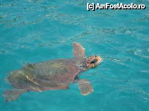 [P01] Poza de sus cu o broscuta caretta caretta. Imi pare rau ca nu am avut in aceasta excursie aparat subacvatic sa le vedeti si de sub apa :)  » foto by decebalus
 - 
<span class="allrVoted glyphicon glyphicon-heart hidden" id="av512410"></span>
<a class="m-l-10 hidden" id="sv512410" onclick="voting_Foto_DelVot(,512410,14642)" role="button">șterge vot <span class="glyphicon glyphicon-remove"></span></a>
<a id="v9512410" class=" c-red"  onclick="voting_Foto_SetVot(512410)" role="button"><span class="glyphicon glyphicon-heart-empty"></span> <b>LIKE</b> = Votează poza</a> <img class="hidden"  id="f512410W9" src="/imagini/loader.gif" border="0" /><span class="AjErrMes hidden" id="e512410ErM"></span>