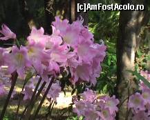 [P03] Cum sa nu placa asa frumusete de crini? » foto by bubumaia
 - 
<span class="allrVoted glyphicon glyphicon-heart hidden" id="av148245"></span>
<a class="m-l-10 hidden" id="sv148245" onclick="voting_Foto_DelVot(,148245,14751)" role="button">șterge vot <span class="glyphicon glyphicon-remove"></span></a>
<a id="v9148245" class=" c-red"  onclick="voting_Foto_SetVot(148245)" role="button"><span class="glyphicon glyphicon-heart-empty"></span> <b>LIKE</b> = Votează poza</a> <img class="hidden"  id="f148245W9" src="/imagini/loader.gif" border="0" /><span class="AjErrMes hidden" id="e148245ErM"></span>