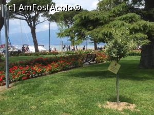 [P41] Lazise - Acest pomisor este dedicat copiilor nascuti in 2017 » foto by mishu
 - 
<span class="allrVoted glyphicon glyphicon-heart hidden" id="av1036467"></span>
<a class="m-l-10 hidden" id="sv1036467" onclick="voting_Foto_DelVot(,1036467,14770)" role="button">șterge vot <span class="glyphicon glyphicon-remove"></span></a>
<a id="v91036467" class=" c-red"  onclick="voting_Foto_SetVot(1036467)" role="button"><span class="glyphicon glyphicon-heart-empty"></span> <b>LIKE</b> = Votează poza</a> <img class="hidden"  id="f1036467W9" src="/imagini/loader.gif" border="0" /><span class="AjErrMes hidden" id="e1036467ErM"></span>