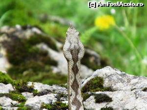 [P08] Portret de vipera cu corn, in Cheile Tasnei.  » foto by Testosu'
 - 
<span class="allrVoted glyphicon glyphicon-heart hidden" id="av518758"></span>
<a class="m-l-10 hidden" id="sv518758" onclick="voting_Foto_DelVot(,518758,14820)" role="button">șterge vot <span class="glyphicon glyphicon-remove"></span></a>
<a id="v9518758" class=" c-red"  onclick="voting_Foto_SetVot(518758)" role="button"><span class="glyphicon glyphicon-heart-empty"></span> <b>LIKE</b> = Votează poza</a> <img class="hidden"  id="f518758W9" src="/imagini/loader.gif" border="0" /><span class="AjErrMes hidden" id="e518758ErM"></span>