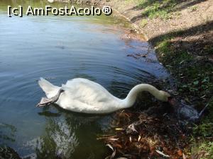 [P03] Admirăm lebedele care înoată pe șanțul cu apă ce înconjoară cetatea.  » foto by Floryn81
 - 
<span class="allrVoted glyphicon glyphicon-heart hidden" id="av746011"></span>
<a class="m-l-10 hidden" id="sv746011" onclick="voting_Foto_DelVot(,746011,15092)" role="button">șterge vot <span class="glyphicon glyphicon-remove"></span></a>
<a id="v9746011" class=" c-red"  onclick="voting_Foto_SetVot(746011)" role="button"><span class="glyphicon glyphicon-heart-empty"></span> <b>LIKE</b> = Votează poza</a> <img class="hidden"  id="f746011W9" src="/imagini/loader.gif" border="0" /><span class="AjErrMes hidden" id="e746011ErM"></span>