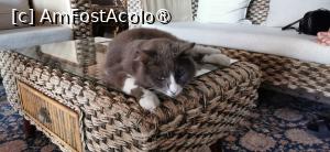 [P01] Pisica Club Yali Resor ! » foto by ⭐ValentinB_88⭐
 - 
<span class="allrVoted glyphicon glyphicon-heart hidden" id="av1492125"></span>
<a class="m-l-10 hidden" id="sv1492125" onclick="voting_Foto_DelVot(,1492125,15414)" role="button">șterge vot <span class="glyphicon glyphicon-remove"></span></a>
<a id="v91492125" class=" c-red"  onclick="voting_Foto_SetVot(1492125)" role="button"><span class="glyphicon glyphicon-heart-empty"></span> <b>LIKE</b> = Votează poza</a> <img class="hidden"  id="f1492125W9" src="/imagini/loader.gif" border="0" /><span class="AjErrMes hidden" id="e1492125ErM"></span>