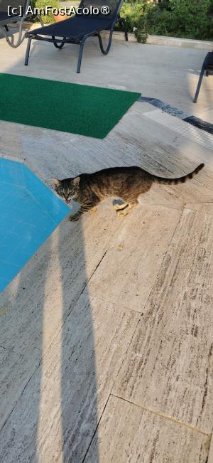 [P26] O pisică căreia probabil îi era sete. » foto by ⭐ValentinB_88⭐
 - 
<span class="allrVoted glyphicon glyphicon-heart hidden" id="av1492150"></span>
<a class="m-l-10 hidden" id="sv1492150" onclick="voting_Foto_DelVot(,1492150,15414)" role="button">șterge vot <span class="glyphicon glyphicon-remove"></span></a>
<a id="v91492150" class=" c-red"  onclick="voting_Foto_SetVot(1492150)" role="button"><span class="glyphicon glyphicon-heart-empty"></span> <b>LIKE</b> = Votează poza</a> <img class="hidden"  id="f1492150W9" src="/imagini/loader.gif" border="0" /><span class="AjErrMes hidden" id="e1492150ErM"></span>