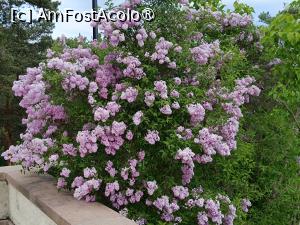 [P30] Oslo, Oscarshall, Liliac înflorit în Parc » foto by mprofeanu
 - 
<span class="allrVoted glyphicon glyphicon-heart hidden" id="av1523568"></span>
<a class="m-l-10 hidden" id="sv1523568" onclick="voting_Foto_DelVot(,1523568,15474)" role="button">șterge vot <span class="glyphicon glyphicon-remove"></span></a>
<a id="v91523568" class=" c-red"  onclick="voting_Foto_SetVot(1523568)" role="button"><span class="glyphicon glyphicon-heart-empty"></span> <b>LIKE</b> = Votează poza</a> <img class="hidden"  id="f1523568W9" src="/imagini/loader.gif" border="0" /><span class="AjErrMes hidden" id="e1523568ErM"></span>