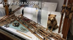 [P12] Expeditia Amundsen la Polul Sud, din 1910-1912 a fost o cursa pentru a invinge o expeditie britanica condusa de Robert Falcon Scott. Toti cei cinci membri ai echipajului britanic si-au pierdut viata. Schiurile lui Scott au fost donate muzeului de schi. In expozitia dedicata acestei expeditii este expus si  „Obersten” impaiat, singurul caine care s-a intors in Norvegia, supravietuitor al expeditiei la Polul Sud, care a devenit cunoscut si foarte iubit de toti localnicii. » foto by geani anto
 - 
<span class="allrVoted glyphicon glyphicon-heart hidden" id="av1349038"></span>
<a class="m-l-10 hidden" id="sv1349038" onclick="voting_Foto_DelVot(,1349038,15474)" role="button">șterge vot <span class="glyphicon glyphicon-remove"></span></a>
<a id="v91349038" class=" c-red"  onclick="voting_Foto_SetVot(1349038)" role="button"><span class="glyphicon glyphicon-heart-empty"></span> <b>LIKE</b> = Votează poza</a> <img class="hidden"  id="f1349038W9" src="/imagini/loader.gif" border="0" /><span class="AjErrMes hidden" id="e1349038ErM"></span>