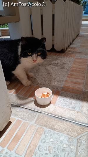 [P29] Unde am mâncat la Ayia Napa - La cucina di Napa / un client vechi » foto by Dragoș_MD
 - 
<span class="allrVoted glyphicon glyphicon-heart hidden" id="av1489387"></span>
<a class="m-l-10 hidden" id="sv1489387" onclick="voting_Foto_DelVot(,1489387,15518)" role="button">șterge vot <span class="glyphicon glyphicon-remove"></span></a>
<a id="v91489387" class=" c-red"  onclick="voting_Foto_SetVot(1489387)" role="button"><span class="glyphicon glyphicon-heart-empty"></span> <b>LIKE</b> = Votează poza</a> <img class="hidden"  id="f1489387W9" src="/imagini/loader.gif" border="0" /><span class="AjErrMes hidden" id="e1489387ErM"></span>