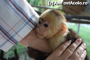 P03 [NOV-2013] un bebelas de maimutica - daca se agata de tine nu-l mai poti da jos