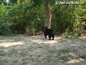 [P08] - Rezervatia de ursi ZARNESTI » foto by Lord2014*
 - 
<span class="allrVoted glyphicon glyphicon-heart hidden" id="av576203"></span>
<a class="m-l-10 hidden" id="sv576203" onclick="voting_Foto_DelVot(,576203,16322)" role="button">șterge vot <span class="glyphicon glyphicon-remove"></span></a>
<a id="v9576203" class=" c-red"  onclick="voting_Foto_SetVot(576203)" role="button"><span class="glyphicon glyphicon-heart-empty"></span> <b>LIKE</b> = Votează poza</a> <img class="hidden"  id="f576203W9" src="/imagini/loader.gif" border="0" /><span class="AjErrMes hidden" id="e576203ErM"></span>