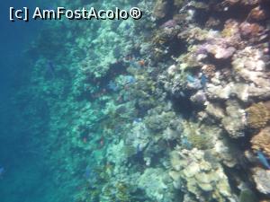 P35 [MAY-2021] Rixos Sharm - O alegere excelentă - snorkeling la capătul pontonului