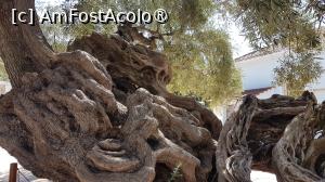 [P37] Vechiul măslin din Zakynthos » foto by vlado2
 - 
<span class="allrVoted glyphicon glyphicon-heart hidden" id="av1521803"></span>
<a class="m-l-10 hidden" id="sv1521803" onclick="voting_Foto_DelVot(,1521803,16617)" role="button">șterge vot <span class="glyphicon glyphicon-remove"></span></a>
<a id="v91521803" class=" c-red"  onclick="voting_Foto_SetVot(1521803)" role="button"><span class="glyphicon glyphicon-heart-empty"></span> <b>LIKE</b> = Votează poza</a> <img class="hidden"  id="f1521803W9" src="/imagini/loader.gif" border="0" /><span class="AjErrMes hidden" id="e1521803ErM"></span>