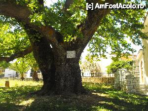 [P09] Unul dintre platanii plantați de Sf. Gherasim, în urmă cu cinci sute de ani. Trei dintrei se află încă în viață.  » foto by Ioan Raita
 - 
<span class="allrVoted glyphicon glyphicon-heart hidden" id="av430220"></span>
<a class="m-l-10 hidden" id="sv430220" onclick="voting_Foto_DelVot(,430220,16617)" role="button">șterge vot <span class="glyphicon glyphicon-remove"></span></a>
<a id="v9430220" class=" c-red"  onclick="voting_Foto_SetVot(430220)" role="button"><span class="glyphicon glyphicon-heart-empty"></span> <b>LIKE</b> = Votează poza</a> <img class="hidden"  id="f430220W9" src="/imagini/loader.gif" border="0" /><span class="AjErrMes hidden" id="e430220ErM"></span>