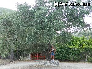 [P16] Un imens si minunat maslin... in drum spre cascada Dimossari din Nidri » foto by ileanaxperta*
 - 
<span class="allrVoted glyphicon glyphicon-heart hidden" id="av353665"></span>
<a class="m-l-10 hidden" id="sv353665" onclick="voting_Foto_DelVot(,353665,16678)" role="button">șterge vot <span class="glyphicon glyphicon-remove"></span></a>
<a id="v9353665" class=" c-red"  onclick="voting_Foto_SetVot(353665)" role="button"><span class="glyphicon glyphicon-heart-empty"></span> <b>LIKE</b> = Votează poza</a> <img class="hidden"  id="f353665W9" src="/imagini/loader.gif" border="0" /><span class="AjErrMes hidden" id="e353665ErM"></span>