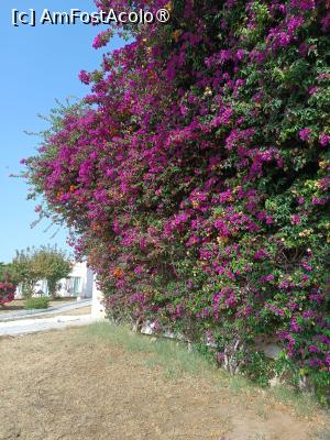 [P17] Minunate flori » foto by Florenta90
 - 
<span class="allrVoted glyphicon glyphicon-heart hidden" id="av1518159"></span>
<a class="m-l-10 hidden" id="sv1518159" onclick="voting_Foto_DelVot(,1518159,16748)" role="button">șterge vot <span class="glyphicon glyphicon-remove"></span></a>
<a id="v91518159" class=" c-red"  onclick="voting_Foto_SetVot(1518159)" role="button"><span class="glyphicon glyphicon-heart-empty"></span> <b>LIKE</b> = Votează poza</a> <img class="hidden"  id="f1518159W9" src="/imagini/loader.gif" border="0" /><span class="AjErrMes hidden" id="e1518159ErM"></span>