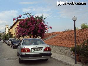 [P16] Bougainvillea - ce superb!  » foto by Carmen Ion
 - 
<span class="allrVoted glyphicon glyphicon-heart hidden" id="av685684"></span>
<a class="m-l-10 hidden" id="sv685684" onclick="voting_Foto_DelVot(,685684,17072)" role="button">șterge vot <span class="glyphicon glyphicon-remove"></span></a>
<a id="v9685684" class=" c-red"  onclick="voting_Foto_SetVot(685684)" role="button"><span class="glyphicon glyphicon-heart-empty"></span> <b>LIKE</b> = Votează poza</a> <img class="hidden"  id="f685684W9" src="/imagini/loader.gif" border="0" /><span class="AjErrMes hidden" id="e685684ErM"></span>