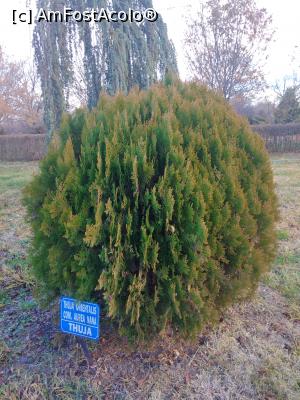 [P10] Parcul Marghiloman, Buzău, thuja » foto by Mioritik
 - 
<span class="allrVoted glyphicon glyphicon-heart hidden" id="av1296518"></span>
<a class="m-l-10 hidden" id="sv1296518" onclick="voting_Foto_DelVot(,1296518,17366)" role="button">șterge vot <span class="glyphicon glyphicon-remove"></span></a>
<a id="v91296518" class=" c-red"  onclick="voting_Foto_SetVot(1296518)" role="button"><span class="glyphicon glyphicon-heart-empty"></span> <b>LIKE</b> = Votează poza</a> <img class="hidden"  id="f1296518W9" src="/imagini/loader.gif" border="0" /><span class="AjErrMes hidden" id="e1296518ErM"></span>