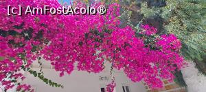 [P86] La pas prin Pounda, Antiparos » foto by irinad
 - 
<span class="allrVoted glyphicon glyphicon-heart hidden" id="av1526176"></span>
<a class="m-l-10 hidden" id="sv1526176" onclick="voting_Foto_DelVot(,1526176,17461)" role="button">șterge vot <span class="glyphicon glyphicon-remove"></span></a>
<a id="v91526176" class=" c-red"  onclick="voting_Foto_SetVot(1526176)" role="button"><span class="glyphicon glyphicon-heart-empty"></span> <b>LIKE</b> = Votează poza</a> <img class="hidden"  id="f1526176W9" src="/imagini/loader.gif" border="0" /><span class="AjErrMes hidden" id="e1526176ErM"></span>