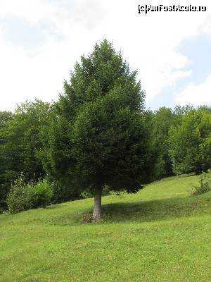 [P13] Poienita de langa cabana (la vreo 300-400 metri mai sus de cabana)  » foto by Testosu'
 - 
<span class="allrVoted glyphicon glyphicon-heart hidden" id="av559781"></span>
<a class="m-l-10 hidden" id="sv559781" onclick="voting_Foto_DelVot(,559781,17530)" role="button">șterge vot <span class="glyphicon glyphicon-remove"></span></a>
<a id="v9559781" class=" c-red"  onclick="voting_Foto_SetVot(559781)" role="button"><span class="glyphicon glyphicon-heart-empty"></span> <b>LIKE</b> = Votează poza</a> <img class="hidden"  id="f559781W9" src="/imagini/loader.gif" border="0" /><span class="AjErrMes hidden" id="e559781ErM"></span>