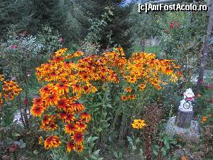 [P17] Flori, multe flori in curte » foto by Testosu'
 - 
<span class="allrVoted glyphicon glyphicon-heart hidden" id="av559786"></span>
<a class="m-l-10 hidden" id="sv559786" onclick="voting_Foto_DelVot(,559786,17530)" role="button">șterge vot <span class="glyphicon glyphicon-remove"></span></a>
<a id="v9559786" class=" c-red"  onclick="voting_Foto_SetVot(559786)" role="button"><span class="glyphicon glyphicon-heart-empty"></span> <b>LIKE</b> = Votează poza</a> <img class="hidden"  id="f559786W9" src="/imagini/loader.gif" border="0" /><span class="AjErrMes hidden" id="e559786ErM"></span>