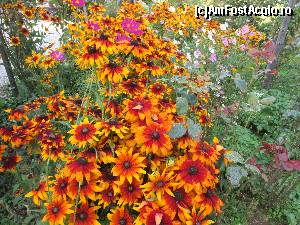 [P28] Culoare in curte cabanei » foto by Testosu'
 - 
<span class="allrVoted glyphicon glyphicon-heart hidden" id="av559801"></span>
<a class="m-l-10 hidden" id="sv559801" onclick="voting_Foto_DelVot(,559801,17530)" role="button">șterge vot <span class="glyphicon glyphicon-remove"></span></a>
<a id="v9559801" class=" c-red"  onclick="voting_Foto_SetVot(559801)" role="button"><span class="glyphicon glyphicon-heart-empty"></span> <b>LIKE</b> = Votează poza</a> <img class="hidden"  id="f559801W9" src="/imagini/loader.gif" border="0" /><span class="AjErrMes hidden" id="e559801ErM"></span>