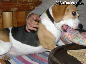 [P03] Mascota Tasha » foto by Testosu'
 - 
<span class="allrVoted glyphicon glyphicon-heart hidden" id="av559771"></span>
<a class="m-l-10 hidden" id="sv559771" onclick="voting_Foto_DelVot(,559771,17530)" role="button">șterge vot <span class="glyphicon glyphicon-remove"></span></a>
<a id="v9559771" class=" c-red"  onclick="voting_Foto_SetVot(559771)" role="button"><span class="glyphicon glyphicon-heart-empty"></span> <b>LIKE</b> = Votează poza</a> <img class="hidden"  id="f559771W9" src="/imagini/loader.gif" border="0" /><span class="AjErrMes hidden" id="e559771ErM"></span>