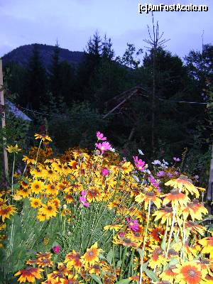 [P04] Flori in curtea cabanei » foto by Testosu'
 - 
<span class="allrVoted glyphicon glyphicon-heart hidden" id="av559772"></span>
<a class="m-l-10 hidden" id="sv559772" onclick="voting_Foto_DelVot(,559772,17530)" role="button">șterge vot <span class="glyphicon glyphicon-remove"></span></a>
<a id="v9559772" class=" c-red"  onclick="voting_Foto_SetVot(559772)" role="button"><span class="glyphicon glyphicon-heart-empty"></span> <b>LIKE</b> = Votează poza</a> <img class="hidden"  id="f559772W9" src="/imagini/loader.gif" border="0" /><span class="AjErrMes hidden" id="e559772ErM"></span>