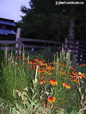 [P05] Flori in curtea cabanei » foto by Testosu'
 - 
<span class="allrVoted glyphicon glyphicon-heart hidden" id="av559773"></span>
<a class="m-l-10 hidden" id="sv559773" onclick="voting_Foto_DelVot(,559773,17530)" role="button">șterge vot <span class="glyphicon glyphicon-remove"></span></a>
<a id="v9559773" class=" c-red"  onclick="voting_Foto_SetVot(559773)" role="button"><span class="glyphicon glyphicon-heart-empty"></span> <b>LIKE</b> = Votează poza</a> <img class="hidden"  id="f559773W9" src="/imagini/loader.gif" border="0" /><span class="AjErrMes hidden" id="e559773ErM"></span>