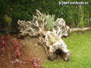 [P100] Aranjament floral, in tulpina de maslin in campingul de la Valtos » foto by FLOREA ADRIAN
 - 
<span class="allrVoted glyphicon glyphicon-heart hidden" id="av583952"></span>
<a class="m-l-10 hidden" id="sv583952" onclick="voting_Foto_DelVot(,583952,17638)" role="button">șterge vot <span class="glyphicon glyphicon-remove"></span></a>
<a id="v9583952" class=" c-red"  onclick="voting_Foto_SetVot(583952)" role="button"><span class="glyphicon glyphicon-heart-empty"></span> <b>LIKE</b> = Votează poza</a> <img class="hidden"  id="f583952W9" src="/imagini/loader.gif" border="0" /><span class="AjErrMes hidden" id="e583952ErM"></span>