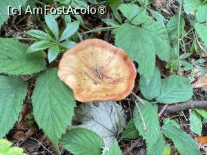 [P23] Pe  Măgura Codlei » foto by Mika
 - 
<span class="allrVoted glyphicon glyphicon-heart hidden" id="av1509302"></span>
<a class="m-l-10 hidden" id="sv1509302" onclick="voting_Foto_DelVot(,1509302,17992)" role="button">șterge vot <span class="glyphicon glyphicon-remove"></span></a>
<a id="v91509302" class=" c-red"  onclick="voting_Foto_SetVot(1509302)" role="button"><span class="glyphicon glyphicon-heart-empty"></span> <b>LIKE</b> = Votează poza</a> <img class="hidden"  id="f1509302W9" src="/imagini/loader.gif" border="0" /><span class="AjErrMes hidden" id="e1509302ErM"></span>