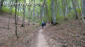 [P28] Prin pădure, spre Maial » foto by Mika
 - 
<span class="allrVoted glyphicon glyphicon-heart hidden" id="av1509307"></span>
<a class="m-l-10 hidden" id="sv1509307" onclick="voting_Foto_DelVot(,1509307,17992)" role="button">șterge vot <span class="glyphicon glyphicon-remove"></span></a>
<a id="v91509307" class=" c-red"  onclick="voting_Foto_SetVot(1509307)" role="button"><span class="glyphicon glyphicon-heart-empty"></span> <b>LIKE</b> = Votează poza</a> <img class="hidden"  id="f1509307W9" src="/imagini/loader.gif" border="0" /><span class="AjErrMes hidden" id="e1509307ErM"></span>