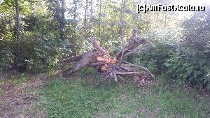 [P10] Parcul Schluhuwana » foto by Aurici
 - 
<span class="allrVoted glyphicon glyphicon-heart hidden" id="av591832"></span>
<a class="m-l-10 hidden" id="sv591832" onclick="voting_Foto_DelVot(,591832,18008)" role="button">șterge vot <span class="glyphicon glyphicon-remove"></span></a>
<a id="v9591832" class=" c-red"  onclick="voting_Foto_SetVot(591832)" role="button"><span class="glyphicon glyphicon-heart-empty"></span> <b>LIKE</b> = Votează poza</a> <img class="hidden"  id="f591832W9" src="/imagini/loader.gif" border="0" /><span class="AjErrMes hidden" id="e591832ErM"></span>