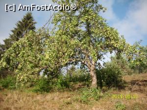 [P19] Unul din mulții meri întâlniți pe trasee.  » foto by puiutea
 - 
<span class="allrVoted glyphicon glyphicon-heart hidden" id="av1024405"></span>
<a class="m-l-10 hidden" id="sv1024405" onclick="voting_Foto_DelVot(,1024405,18008)" role="button">șterge vot <span class="glyphicon glyphicon-remove"></span></a>
<a id="v91024405" class=" c-red"  onclick="voting_Foto_SetVot(1024405)" role="button"><span class="glyphicon glyphicon-heart-empty"></span> <b>LIKE</b> = Votează poza</a> <img class="hidden"  id="f1024405W9" src="/imagini/loader.gif" border="0" /><span class="AjErrMes hidden" id="e1024405ErM"></span>