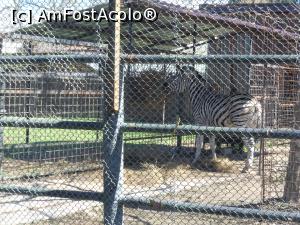 [P14] București - Grădina Zoologică. Zebra. » foto by iulianic
 - 
<span class="allrVoted glyphicon glyphicon-heart hidden" id="av1357544"></span>
<a class="m-l-10 hidden" id="sv1357544" onclick="voting_Foto_DelVot(,1357544,18082)" role="button">șterge vot <span class="glyphicon glyphicon-remove"></span></a>
<a id="v91357544" class=" c-red"  onclick="voting_Foto_SetVot(1357544)" role="button"><span class="glyphicon glyphicon-heart-empty"></span> <b>LIKE</b> = Votează poza</a> <img class="hidden"  id="f1357544W9" src="/imagini/loader.gif" border="0" /><span class="AjErrMes hidden" id="e1357544ErM"></span>