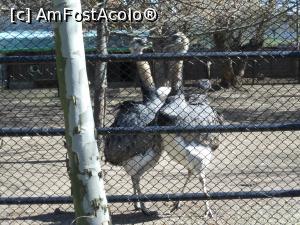 [P15] București - Grădina Zoologică. Doi struți jucăuși. » foto by iulianic
 - 
<span class="allrVoted glyphicon glyphicon-heart hidden" id="av1357545"></span>
<a class="m-l-10 hidden" id="sv1357545" onclick="voting_Foto_DelVot(,1357545,18082)" role="button">șterge vot <span class="glyphicon glyphicon-remove"></span></a>
<a id="v91357545" class=" c-red"  onclick="voting_Foto_SetVot(1357545)" role="button"><span class="glyphicon glyphicon-heart-empty"></span> <b>LIKE</b> = Votează poza</a> <img class="hidden"  id="f1357545W9" src="/imagini/loader.gif" border="0" /><span class="AjErrMes hidden" id="e1357545ErM"></span>