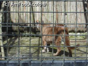 [P20] București - Grădina Zoologică. O felină la plimbare. » foto by iulianic
 - 
<span class="allrVoted glyphicon glyphicon-heart hidden" id="av1357550"></span>
<a class="m-l-10 hidden" id="sv1357550" onclick="voting_Foto_DelVot(,1357550,18082)" role="button">șterge vot <span class="glyphicon glyphicon-remove"></span></a>
<a id="v91357550" class=" c-red"  onclick="voting_Foto_SetVot(1357550)" role="button"><span class="glyphicon glyphicon-heart-empty"></span> <b>LIKE</b> = Votează poza</a> <img class="hidden"  id="f1357550W9" src="/imagini/loader.gif" border="0" /><span class="AjErrMes hidden" id="e1357550ErM"></span>