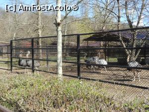 [P35] București - Grădina Zoologică. Struți. » foto by iulianic
 - 
<span class="allrVoted glyphicon glyphicon-heart hidden" id="av1357565"></span>
<a class="m-l-10 hidden" id="sv1357565" onclick="voting_Foto_DelVot(,1357565,18082)" role="button">șterge vot <span class="glyphicon glyphicon-remove"></span></a>
<a id="v91357565" class=" c-red"  onclick="voting_Foto_SetVot(1357565)" role="button"><span class="glyphicon glyphicon-heart-empty"></span> <b>LIKE</b> = Votează poza</a> <img class="hidden"  id="f1357565W9" src="/imagini/loader.gif" border="0" /><span class="AjErrMes hidden" id="e1357565ErM"></span>