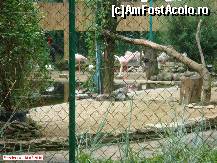 [P33] Zoo Debrecen - flamingo roz. » foto by creivean
 - 
<span class="allrVoted glyphicon glyphicon-heart hidden" id="av99443"></span>
<a class="m-l-10 hidden" id="sv99443" onclick="voting_Foto_DelVot(,99443,18083)" role="button">șterge vot <span class="glyphicon glyphicon-remove"></span></a>
<a id="v999443" class=" c-red"  onclick="voting_Foto_SetVot(99443)" role="button"><span class="glyphicon glyphicon-heart-empty"></span> <b>LIKE</b> = Votează poza</a> <img class="hidden"  id="f99443W9" src="/imagini/loader.gif" border="0" /><span class="AjErrMes hidden" id="e99443ErM"></span>