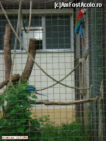 [P37] Zoo Debrecen - papagalii ARA. » foto by creivean
 - 
<span class="allrVoted glyphicon glyphicon-heart hidden" id="av99447"></span>
<a class="m-l-10 hidden" id="sv99447" onclick="voting_Foto_DelVot(,99447,18083)" role="button">șterge vot <span class="glyphicon glyphicon-remove"></span></a>
<a id="v999447" class=" c-red"  onclick="voting_Foto_SetVot(99447)" role="button"><span class="glyphicon glyphicon-heart-empty"></span> <b>LIKE</b> = Votează poza</a> <img class="hidden"  id="f99447W9" src="/imagini/loader.gif" border="0" /><span class="AjErrMes hidden" id="e99447ErM"></span>