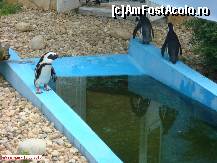 [P43] Zoo Debrecen - pinguini în ţarcul lor. Piscina-i cam murdară. » foto by creivean
 - 
<span class="allrVoted glyphicon glyphicon-heart hidden" id="av99453"></span>
<a class="m-l-10 hidden" id="sv99453" onclick="voting_Foto_DelVot(,99453,18083)" role="button">șterge vot <span class="glyphicon glyphicon-remove"></span></a>
<a id="v999453" class=" c-red"  onclick="voting_Foto_SetVot(99453)" role="button"><span class="glyphicon glyphicon-heart-empty"></span> <b>LIKE</b> = Votează poza</a> <img class="hidden"  id="f99453W9" src="/imagini/loader.gif" border="0" /><span class="AjErrMes hidden" id="e99453ErM"></span>