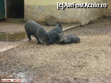 [P08] Zoo Debrecen - porci mistreţi. Au un ţarc foarte mare. » foto by creivean
 - 
<span class="allrVoted glyphicon glyphicon-heart hidden" id="av99403"></span>
<a class="m-l-10 hidden" id="sv99403" onclick="voting_Foto_DelVot(,99403,18083)" role="button">șterge vot <span class="glyphicon glyphicon-remove"></span></a>
<a id="v999403" class=" c-red"  onclick="voting_Foto_SetVot(99403)" role="button"><span class="glyphicon glyphicon-heart-empty"></span> <b>LIKE</b> = Votează poza</a> <img class="hidden"  id="f99403W9" src="/imagini/loader.gif" border="0" /><span class="AjErrMes hidden" id="e99403ErM"></span>